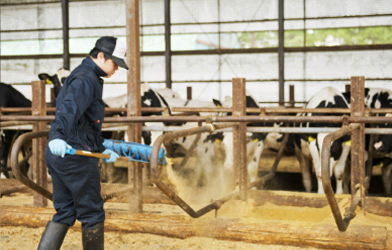 【Hokkaido】Dairy Farmer and Domestic Animal Inseminator