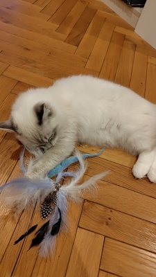 Job image of 18401 at Hags Entertainment Co., Ltd.  -2